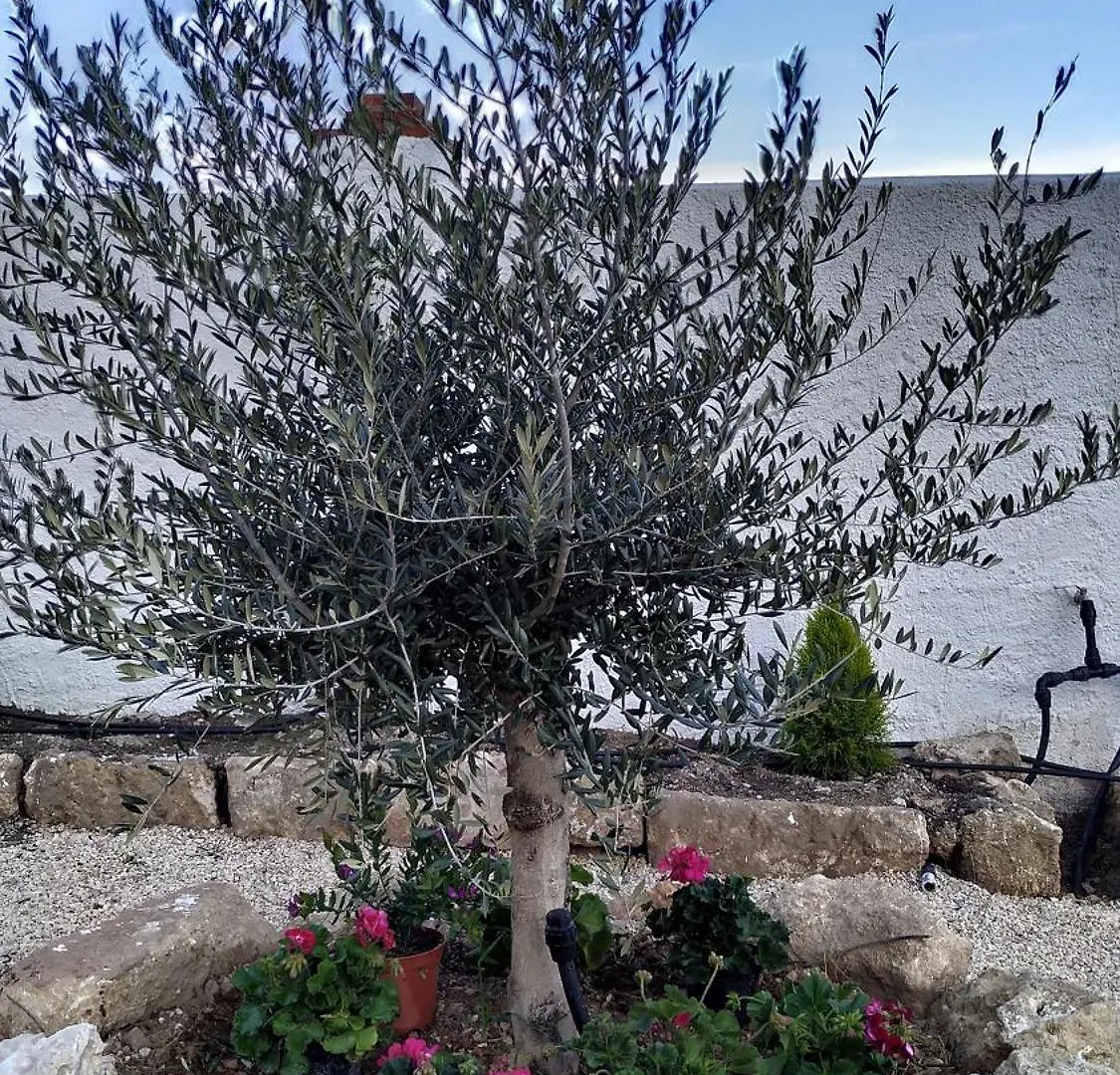 Сasa de vacaciones Villa Casa Cueva El Olivo Pegalajar
